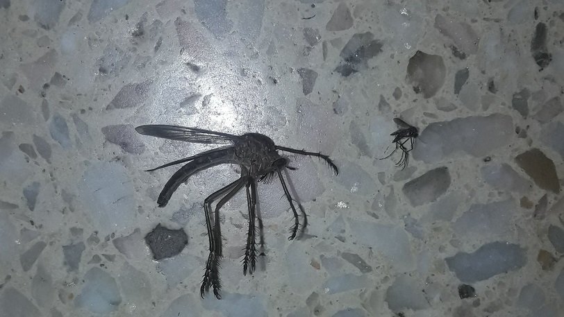 Τεράστιο κουνούπι: Ένα… τέρας σε σπίτι στην Αργεντινή