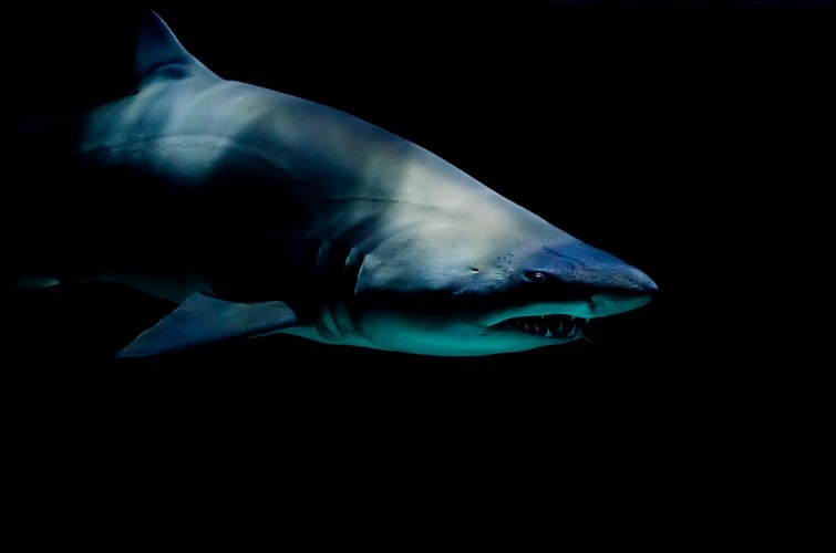 Καρχαρίας έφαγε άνθρωπο: Τραγικό τέλος για δύτη στην Αυστραλία