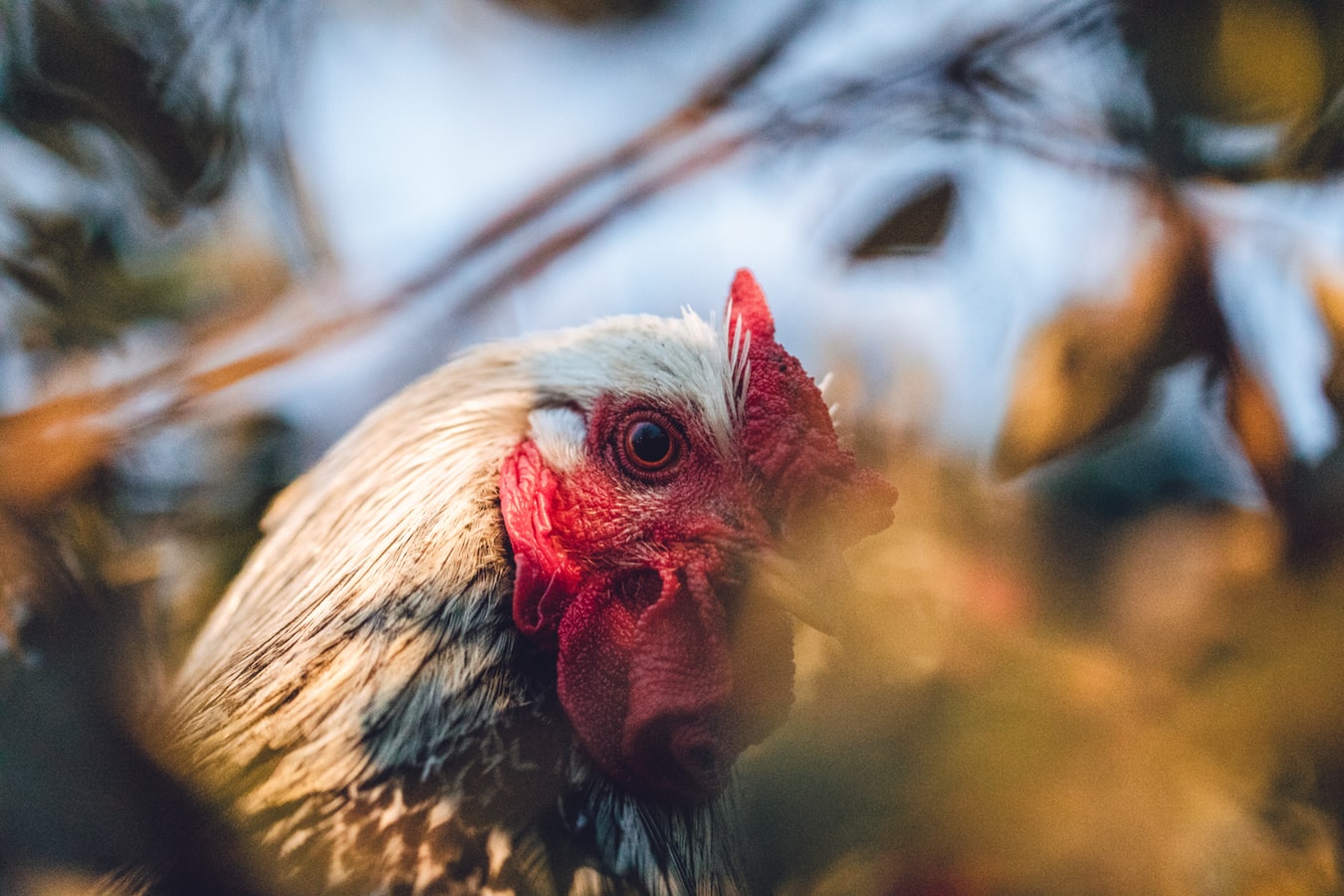 Γρίπη των πτηνών – Πολωνία: Σε μονάδες που εκτρέφονται γαλοπούλες