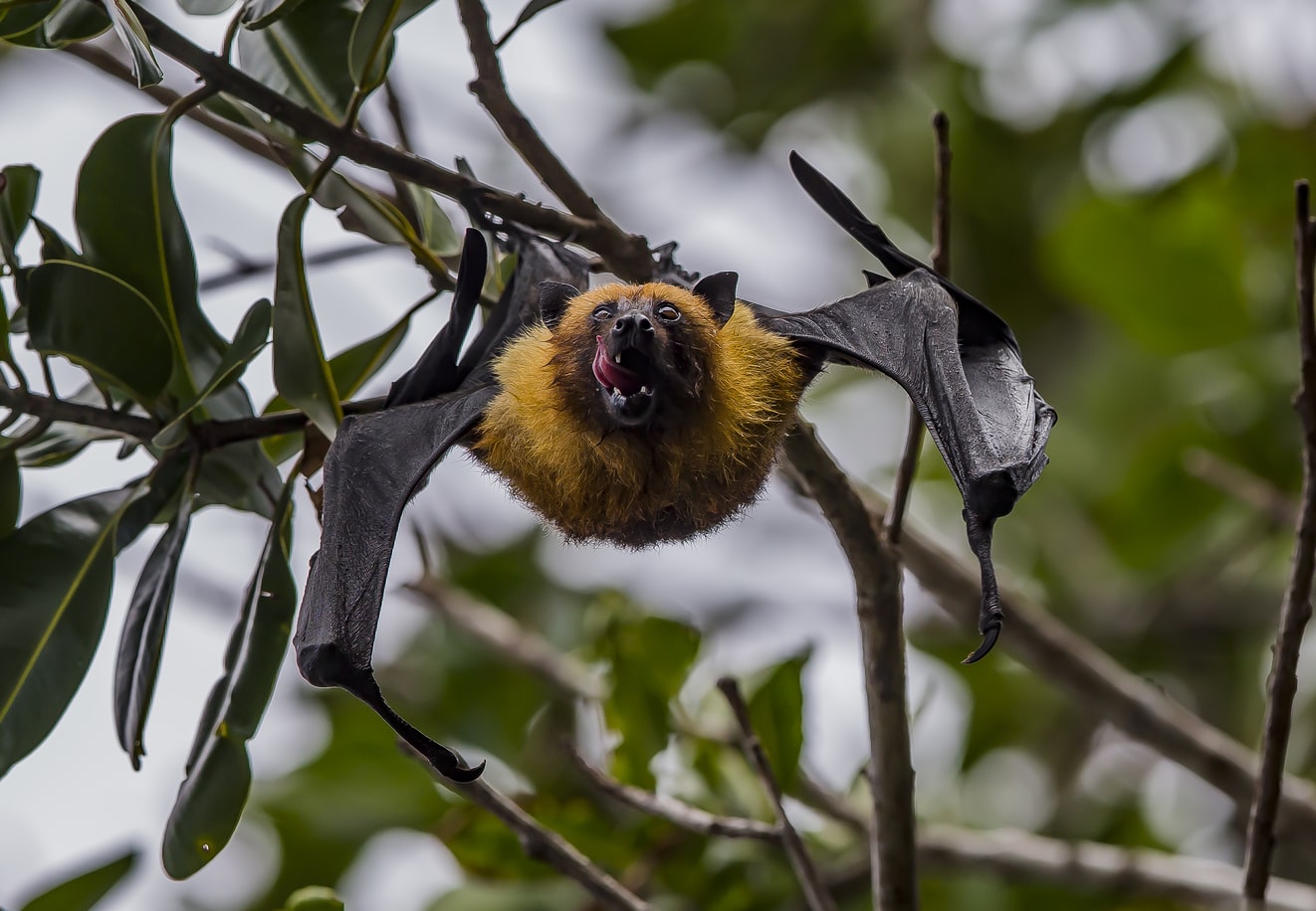 Νυχτερίδες Ινδονησία: Ξεπουλάνε παρά τον κορωνοϊό