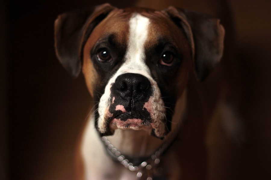 Επίθεση σκύλου Λουτράκι: Χρηματική αποζημίωση σε γυναίκα που δέχθηκε απανωτά δαγκώματα