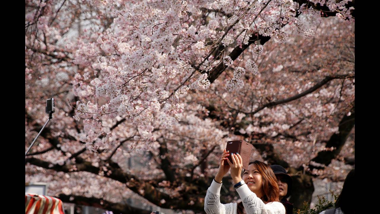 Κορονοϊός – Ιαπωνία: Άνθισαν οι φημισμένες κερασιές παρά τον φόβο της πανδημίας