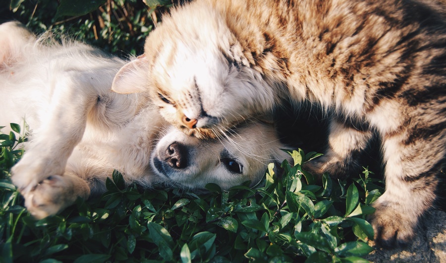 Σκύλος και γάτα: O έρωτας…. «ράτσα» δεν κοιτά (vid)
