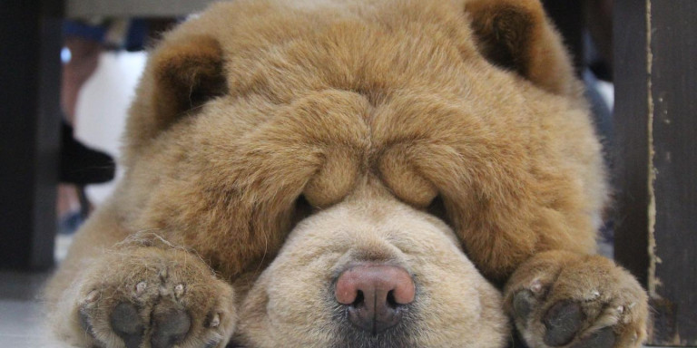 Τσόου τσόου Instagram: Ο σκύλος που μοιάζει με λούτρινο, «έκλεψε» καρδιές