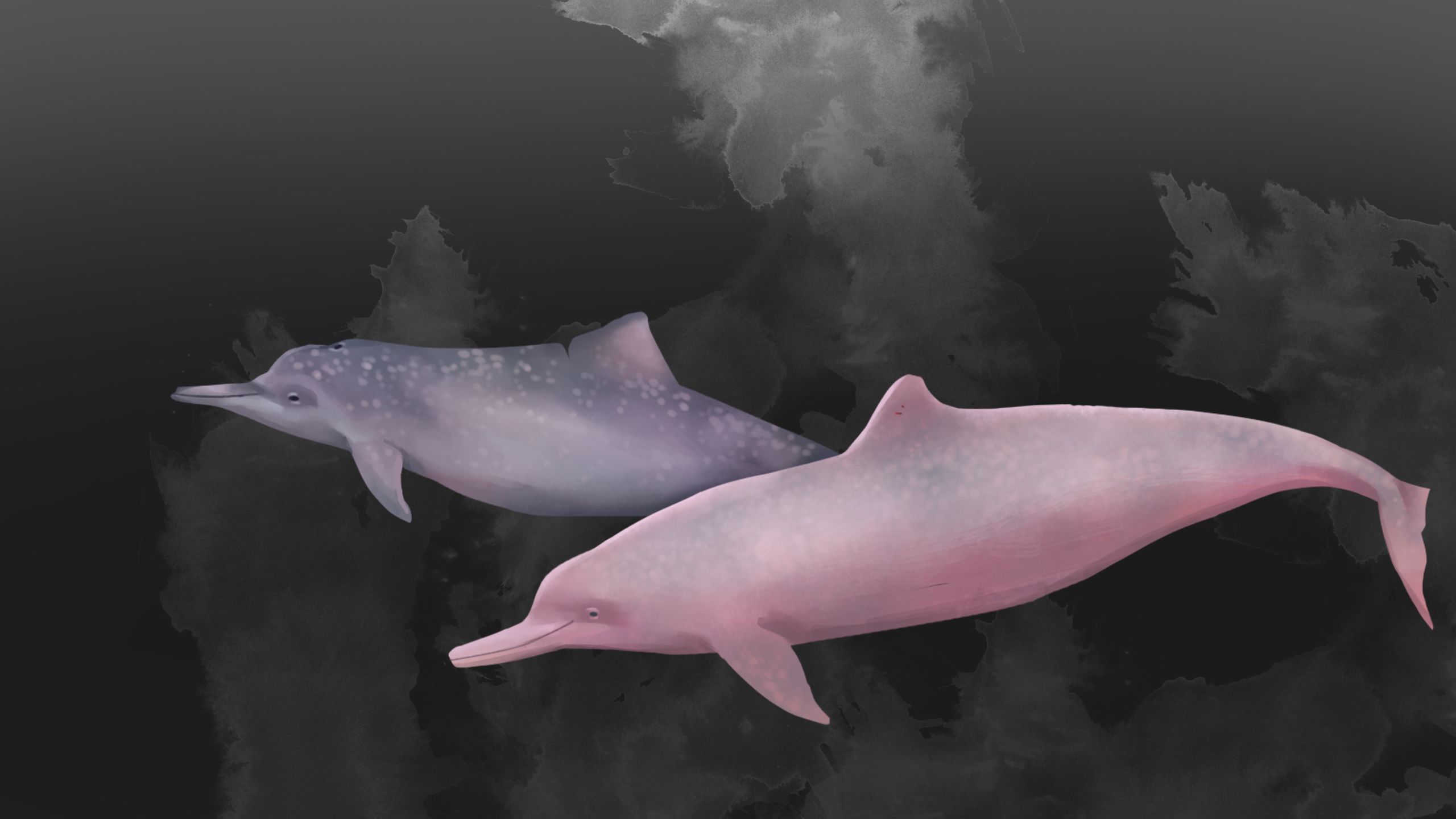 Ροζ δελφίνια – κορονοϊός: Ένα ακόμη σπάνιο φαινόμενο