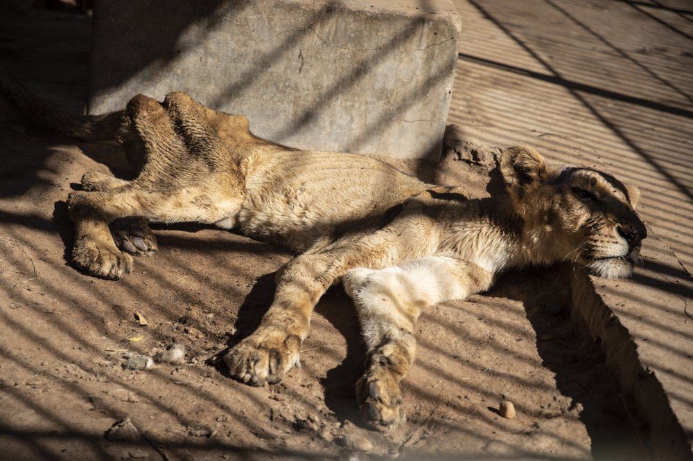 Ζώα κορονοϊός: Τίγρεις και λιοντάρια βρέθηκαν θετικά σε ζωολογικό κήπο στις ΗΠΑ