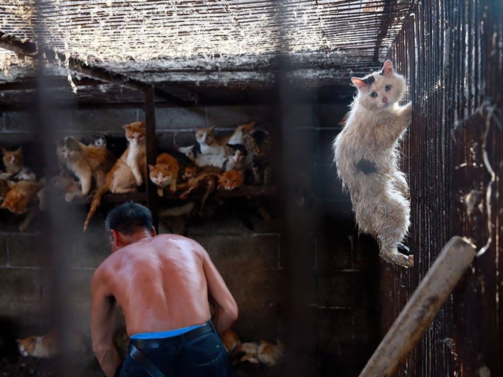 Κίνα κατανάλωση ζώων: Τέλος οι γάτες και οι σκύλοι στο “τραπέζι”