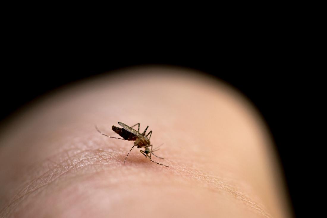 Κορονοϊός Κουνούπια: Μεταδίδεται ο ιός από τα τσιμπήματα;