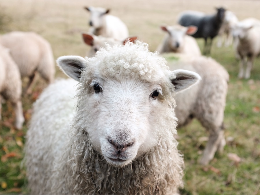 Πρόβατα σε παιδική χαρά: Το βίντεο την ώρα που κάνουν «γύρω γύρω όλοι»