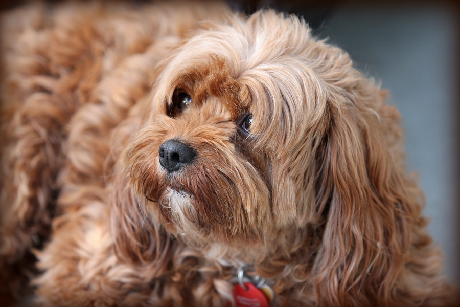 Σκύλος με ανθρώπινο πρόσωπο: Το viral τσιουάουα μάς αφήνει με το στόμα… ανοιχτό