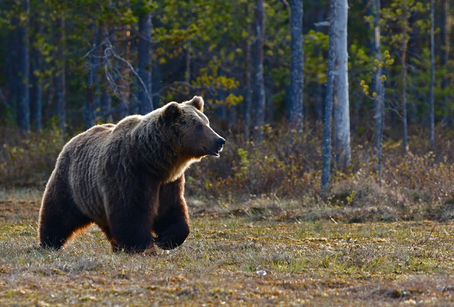 Αρκούδες Καστοριά: Βγήκαν την «βόλτα» τους στους άδειους, από τον κορονοϊό, δρόμους