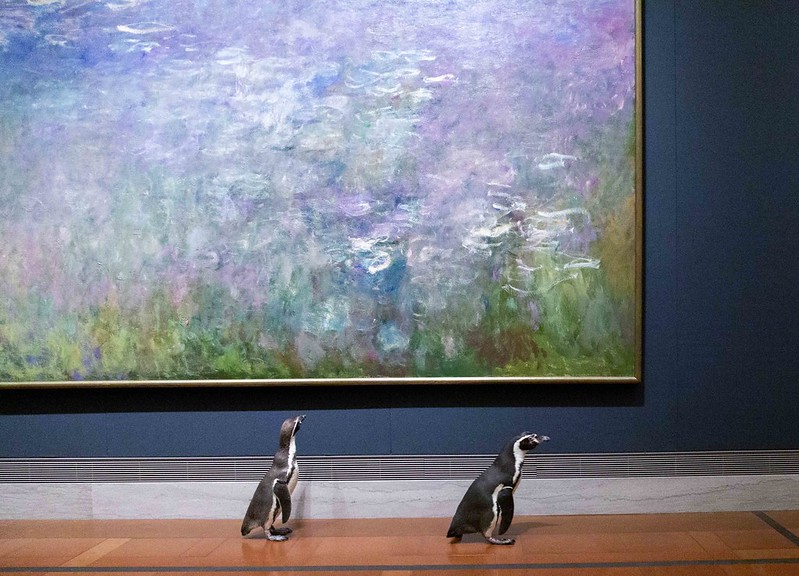 Πιγκουίνοι – μουσείο: Μια ιδιαίτερη ξενάγηση που θα μας φτιάξει τη μέρα