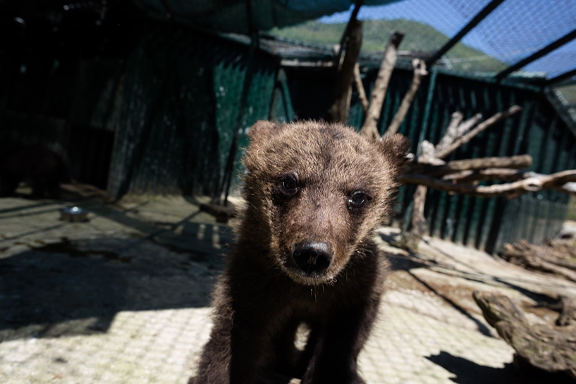 Αρκουδάκι στο Μικρό Πάπιγκο: Ζει με τους κατοίκους