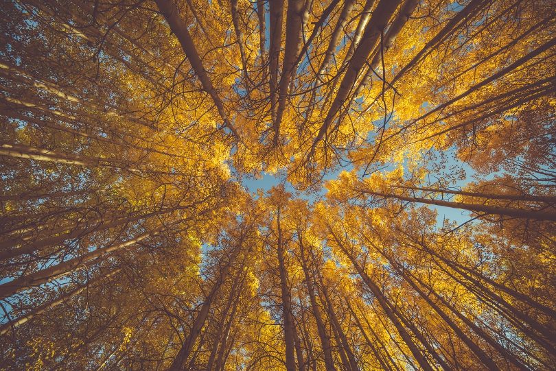 Κλιματική αλλαγή και δάση: Όλο και πιο χαμηλά τα δέντρα