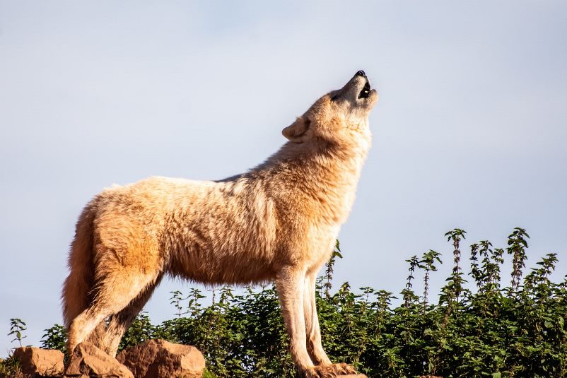 Αρκτούρος λύκος: Παραμένει η Ελισάβετ