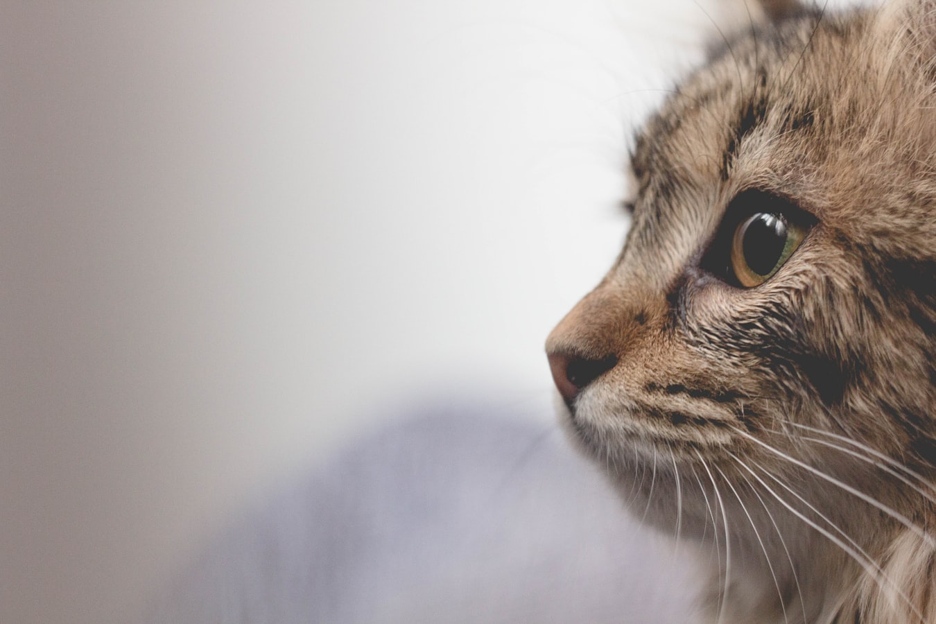 Γάτες κορονοϊός: Θετικός γάτος στο Παρίσι
