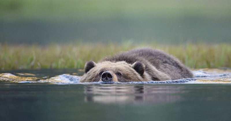 Διάσωση αρκούδας ΗΠΑ: Η συγκινητική κίνηση μιας οικογένειας