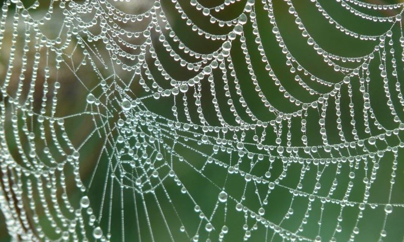Σπάνιο είδος αράχνης: Εμφανίστηκε στην Αιτωλοακαρνανία