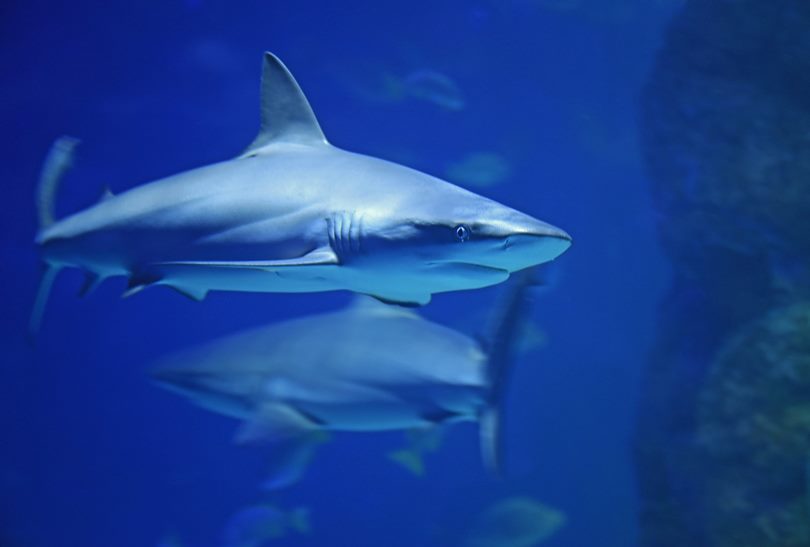 Καρχαρίας – Γιγάντια καλαμάρια: Viral φωτογραφία