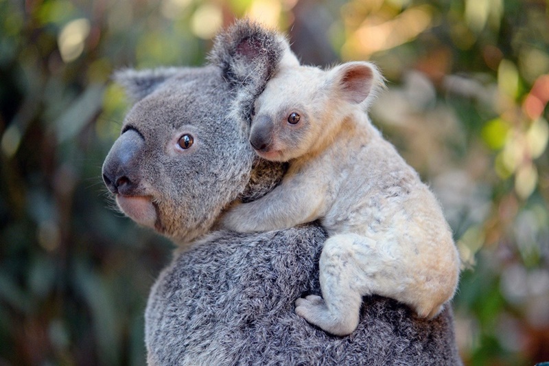 Κοάλα Αυστραλία: Με εξαφάνιση ως το 2050 απειλούνται τα μαρσιποφόρα φυτοφάγα ζώα στη Νέα Νότια Ουαλία