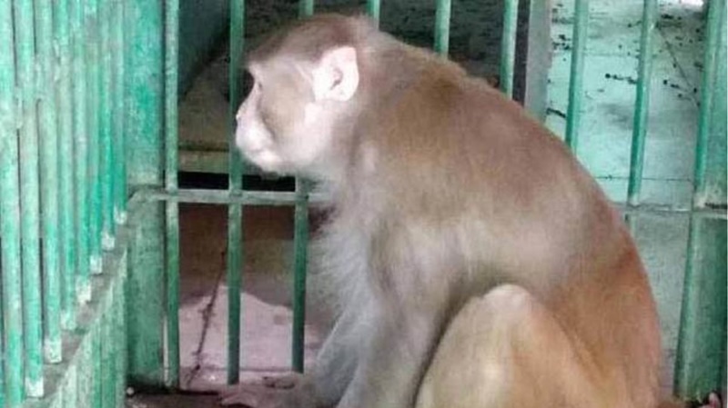 Αλκοολική μαϊμού Ινδία: Ένας νεκρός και 250 τραυματίες