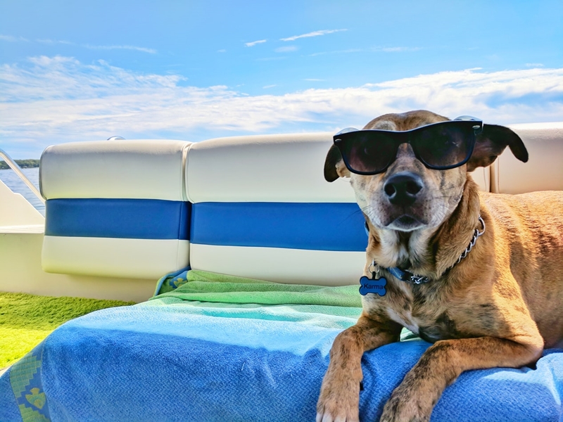 Διακοπές με το σκύλο μου: Συμβουλές για να κάνετε άνετη τη διαμονή σας