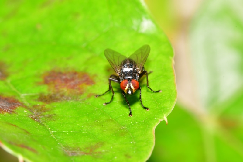 Πώς να απαλλαγείτε από τις μύγες: Φυσικοί τρόποι για να κάνετε πέρα τα ενοχλητικά έντομα