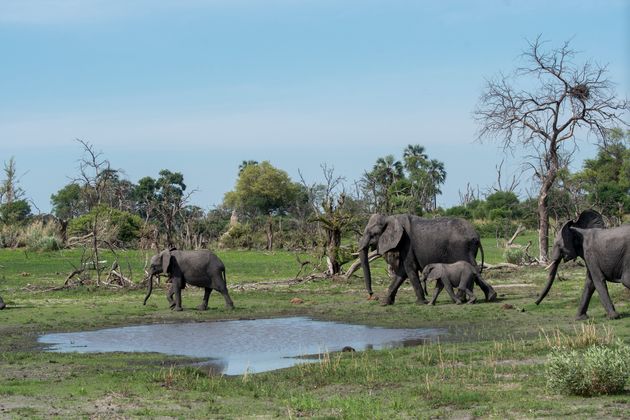 Ελέφαντες Μποτσουάνα: Μαζικοί θάνατοι στην Νότια Αφρική