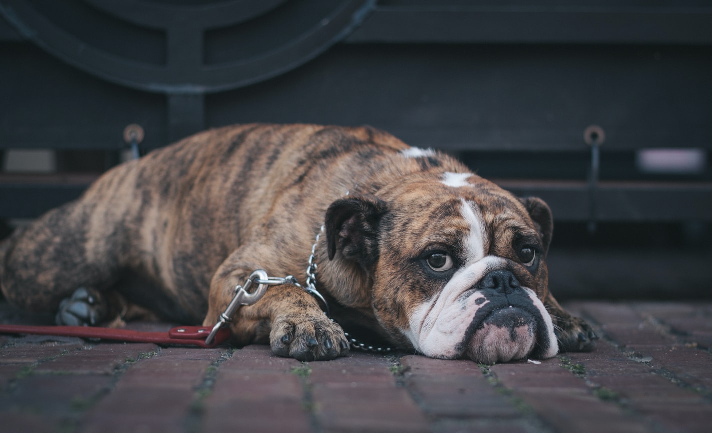 Παρατήρηση για τα σκυλιά: Έπεσαν… μπουνιές στον Βόλο