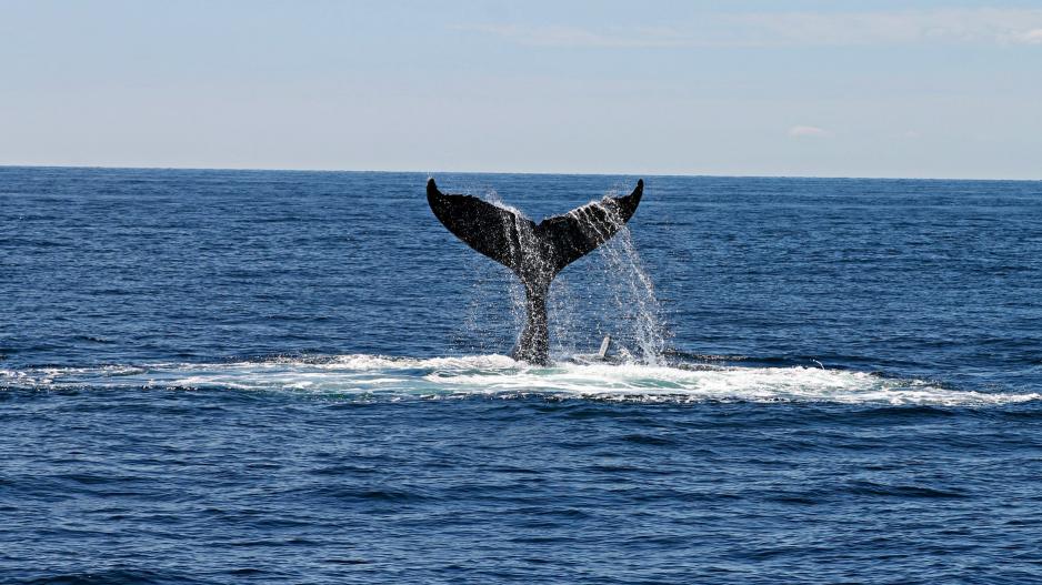 Φάλαινα – Μάνη: Φυσητήρας άφησε άφωνους τους επιβάτες φουσκωτού