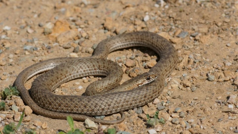 Φίδι – Τρίκαλα: Τρύπωσε σε κρεβάτι παιδιού