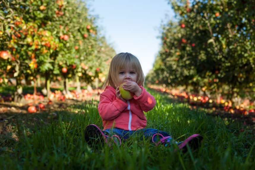 Μήλα: Το φρούτο του φθινοπώρου