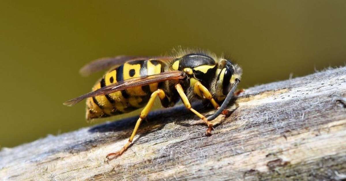 Σφήκες δολοφόνοι – ΗΠΑ: Εντομολόγοι βρήκαν την πρώτη σφηκοφωλιά στις ΗΠΑ