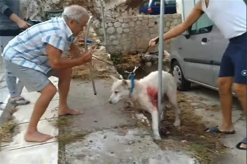 Νίκαια σκύλος: «Τον σουγιά τον έχω για ασφάλεια», λέει ο άνδρας που το μαχαίρωσε