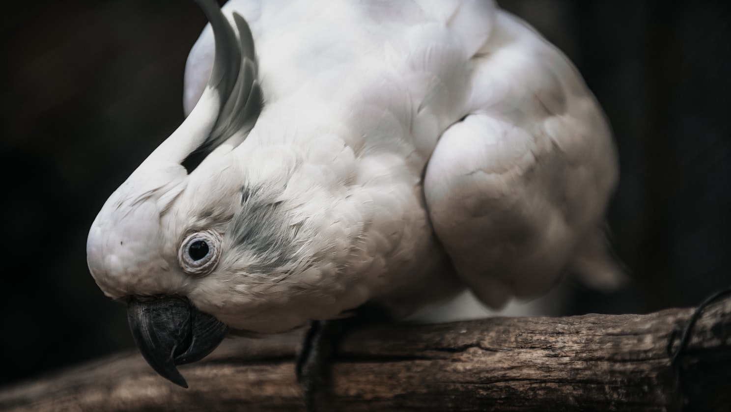 Παπαγάλοι που βρίζουν: Πέντε πουλιά έφεραν αναστάτωση στη Βρετανία