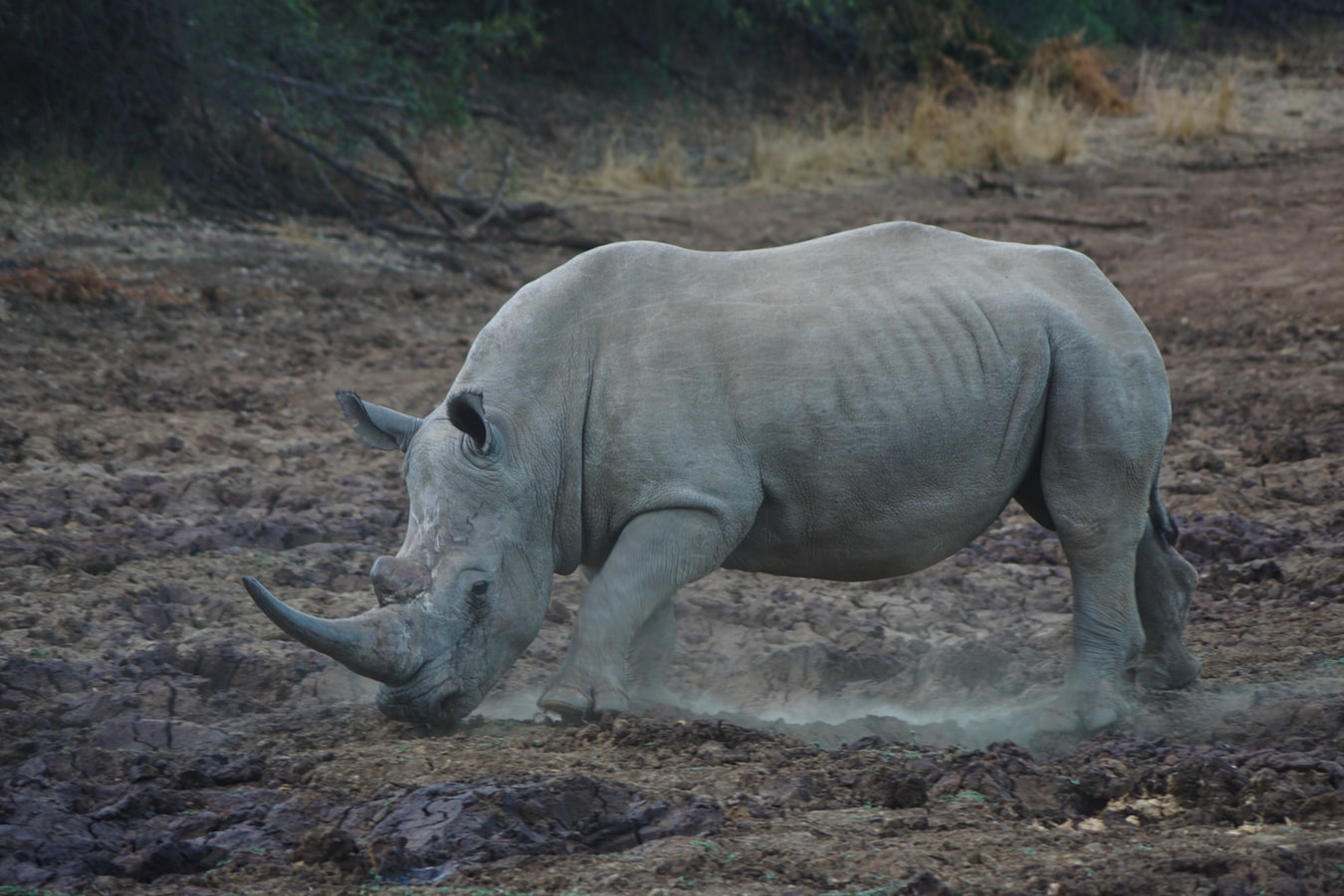 Λευκός ρινόκερος: Γεννήθηκε σε θεματικό πάρκο