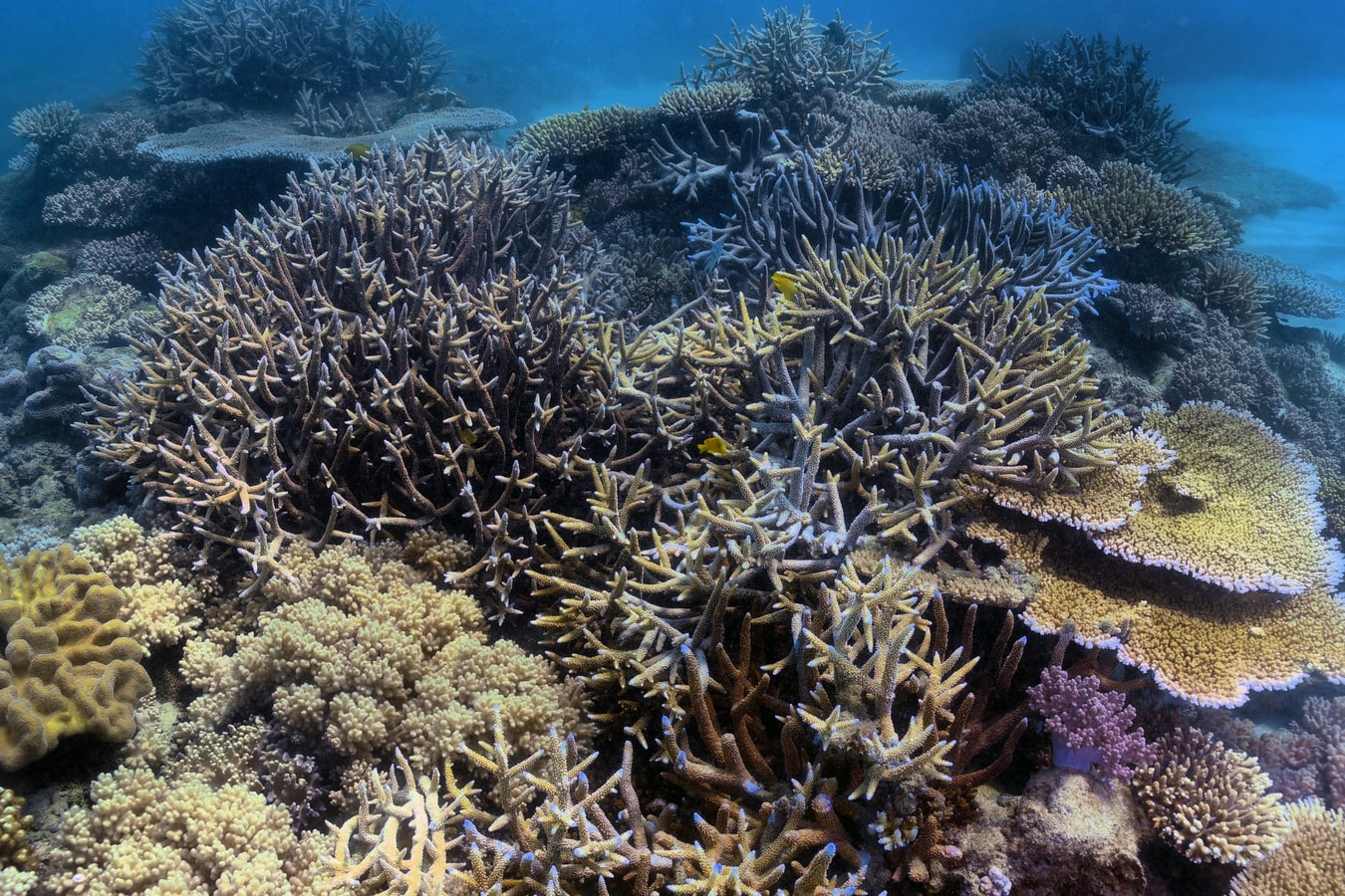 Κλιματική αλλαγή – Αυστραλία: Ο Μεγάλος Κοραλλιογενής Ύφαλος της Unesco έχασε τα μισά κοράλλια του