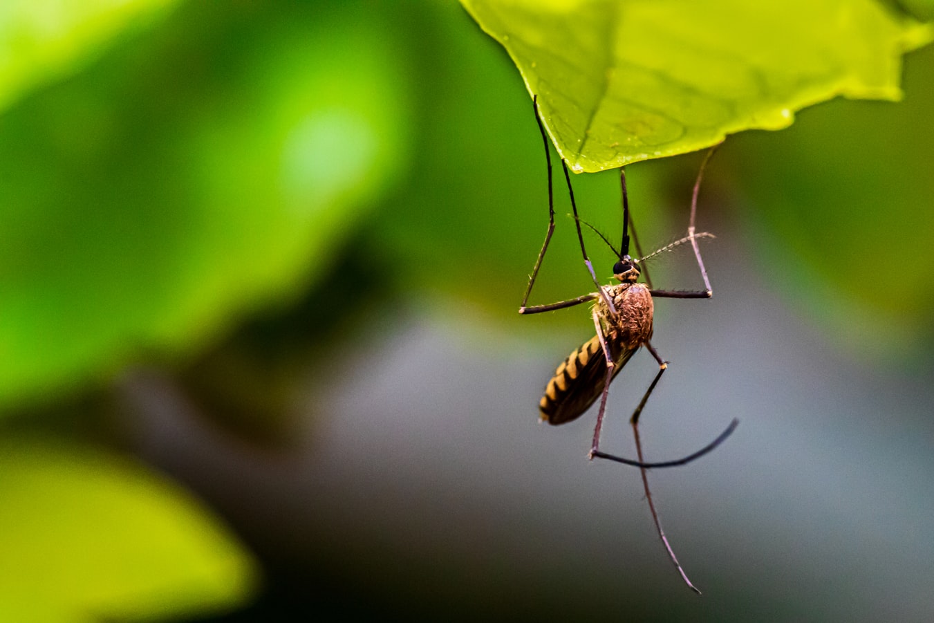 Ελονοσία και κορονοϊός: Προειδοποιήσεις από ΠΟΥ