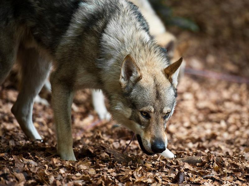 Σκύλοι εξημέρωση: Αρχαίο DNA δίνει νέες απαντήσεις