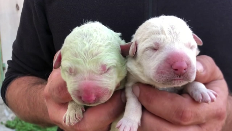 Ιταλία: Γεννήθηκε σκύλος με πράσινο τρίχωμα