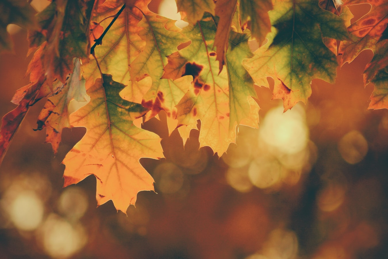 Φθινόπωρο κλιματική αλλαγή: Τα φύλλα πέφτουν πιο νωρίς