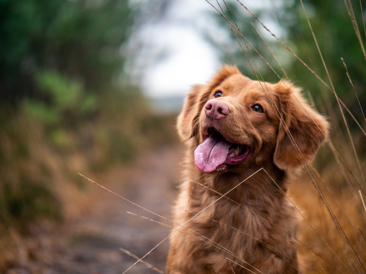 Σκύλοι και κορονοϊός: Τα τετράποδα που… μυρίζουν με ακρίβεια τον ιό