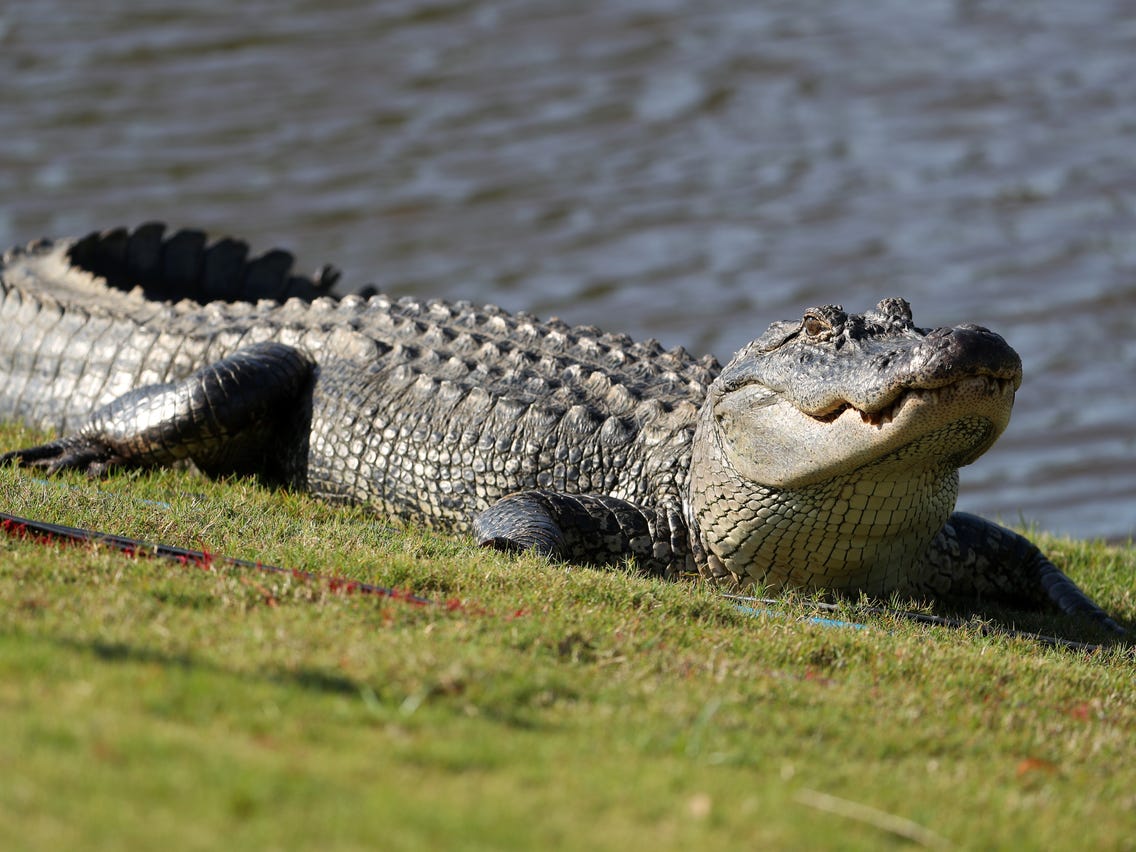 Αλιγάτορας στον δρόμο: Τρόμος στη Φλόριντα, μπούκαρε σε γήπεδο γκολφ