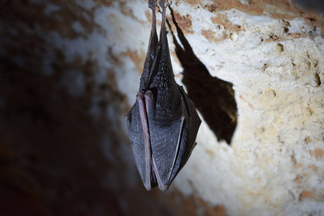Νυχτερίδες και κορονοϊός: Ανακαλύφθηκαν ιοί συγγενικοί του SARS-CoV-2