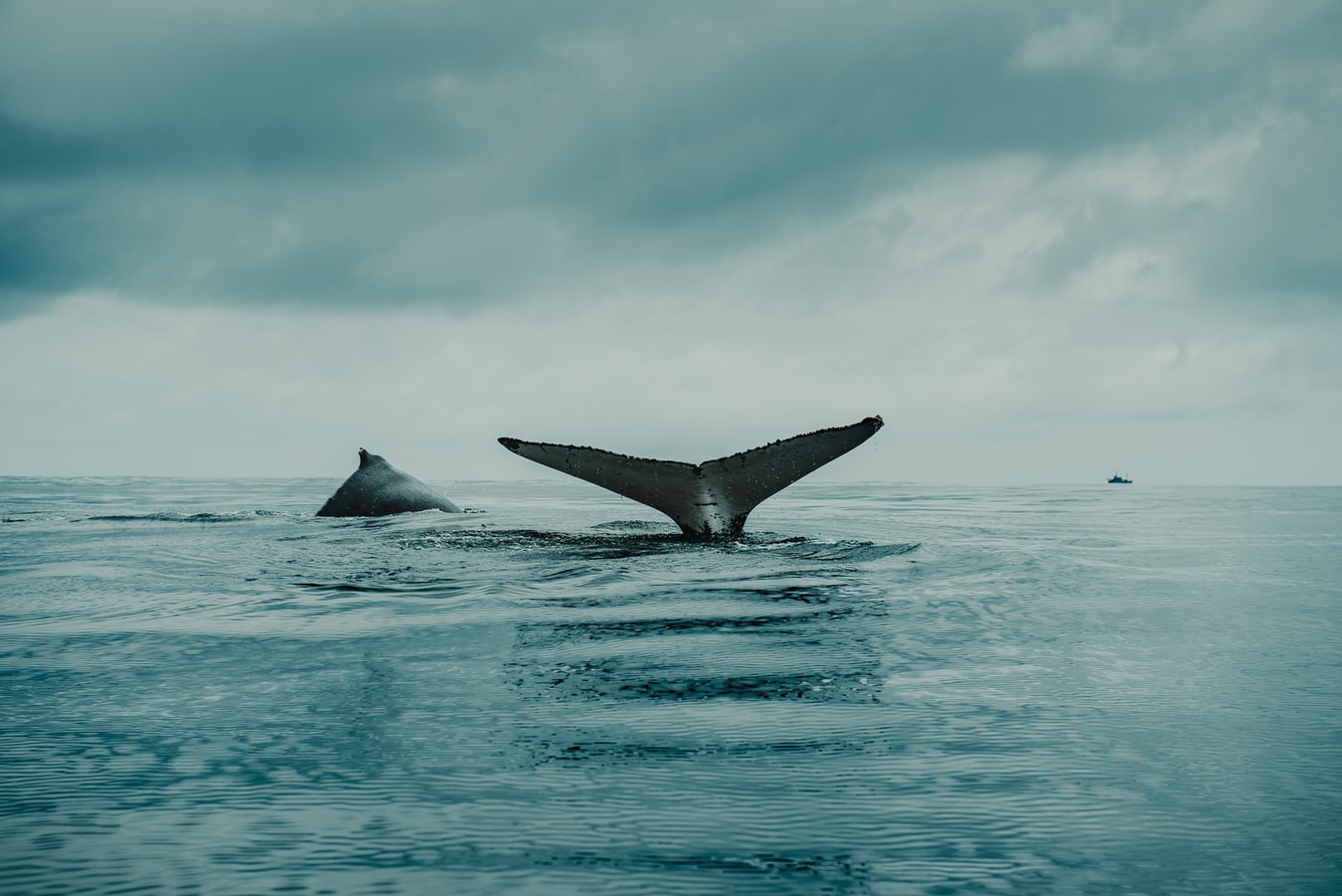 Νέα Ζηλανδία – φάλαινες: Περίπου 100 κήτη νεκρά στα νησιά Κάθαμ