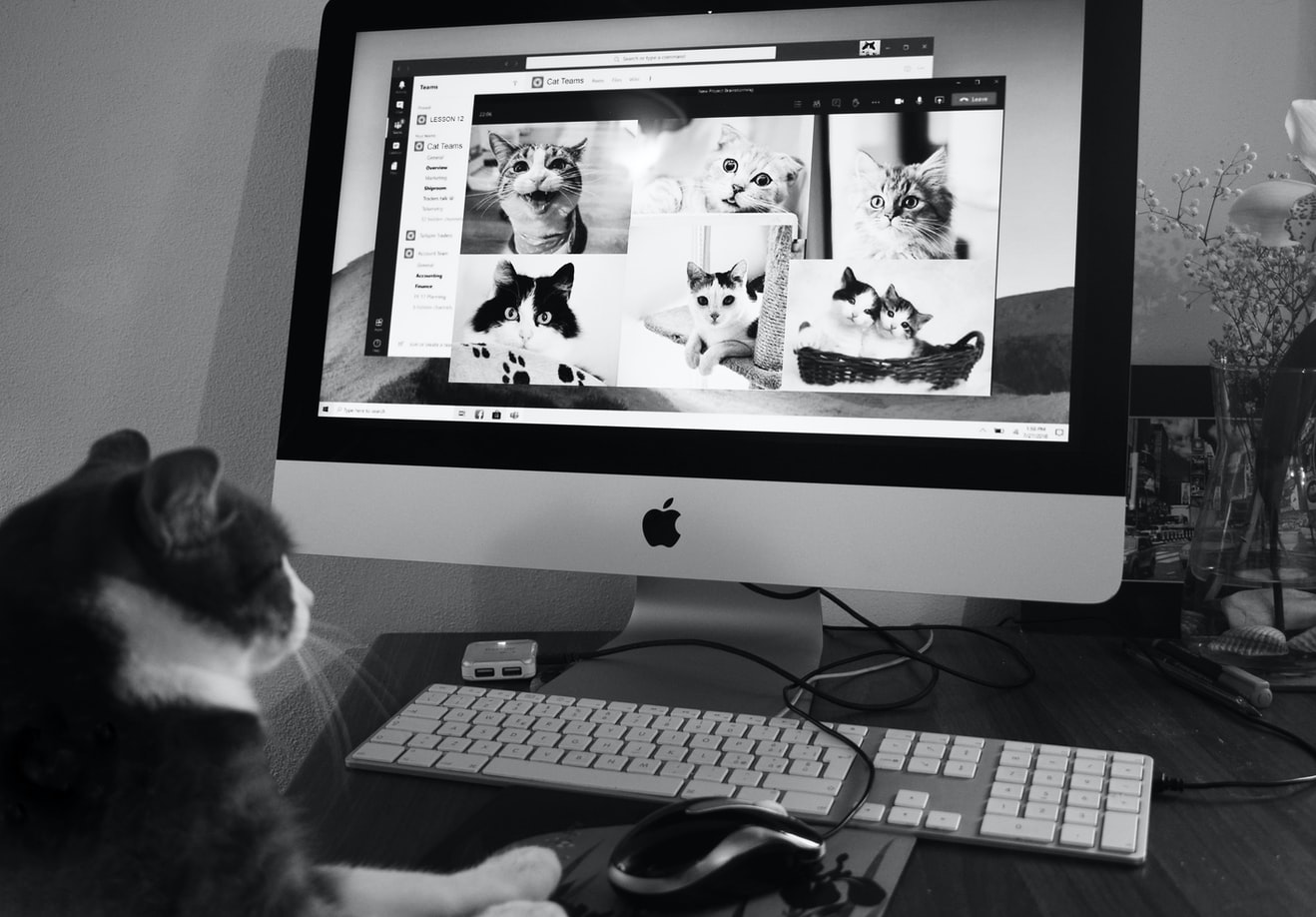 Γάτες και υπολογιστές: Γιατί αγαπούν το πληκτρολόγιο