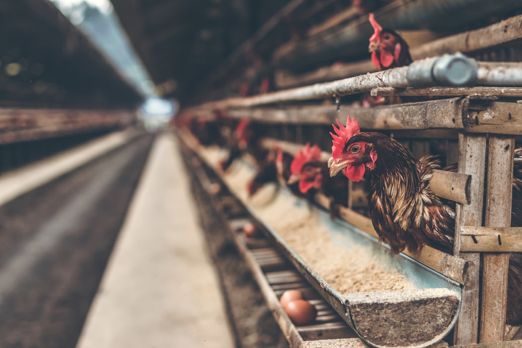 Γρίπη των πτηνών 2020 – Ολλανδία: Θανατώθηκαν περίπου 190.000 πουλερικά