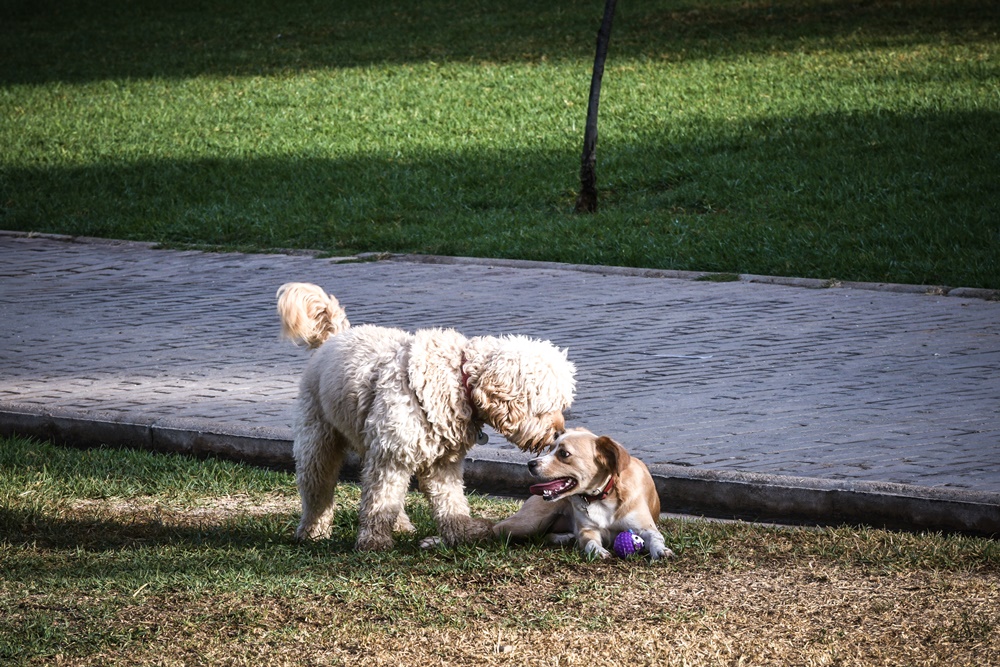 Υιοθεσίες σκύλων lockdown: Τρέχουν να βρουν τετράποδα στη Θεσσαλονίκη