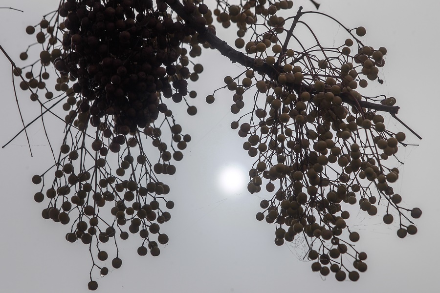 Δέντρο ομίχλη Τρίκαλα