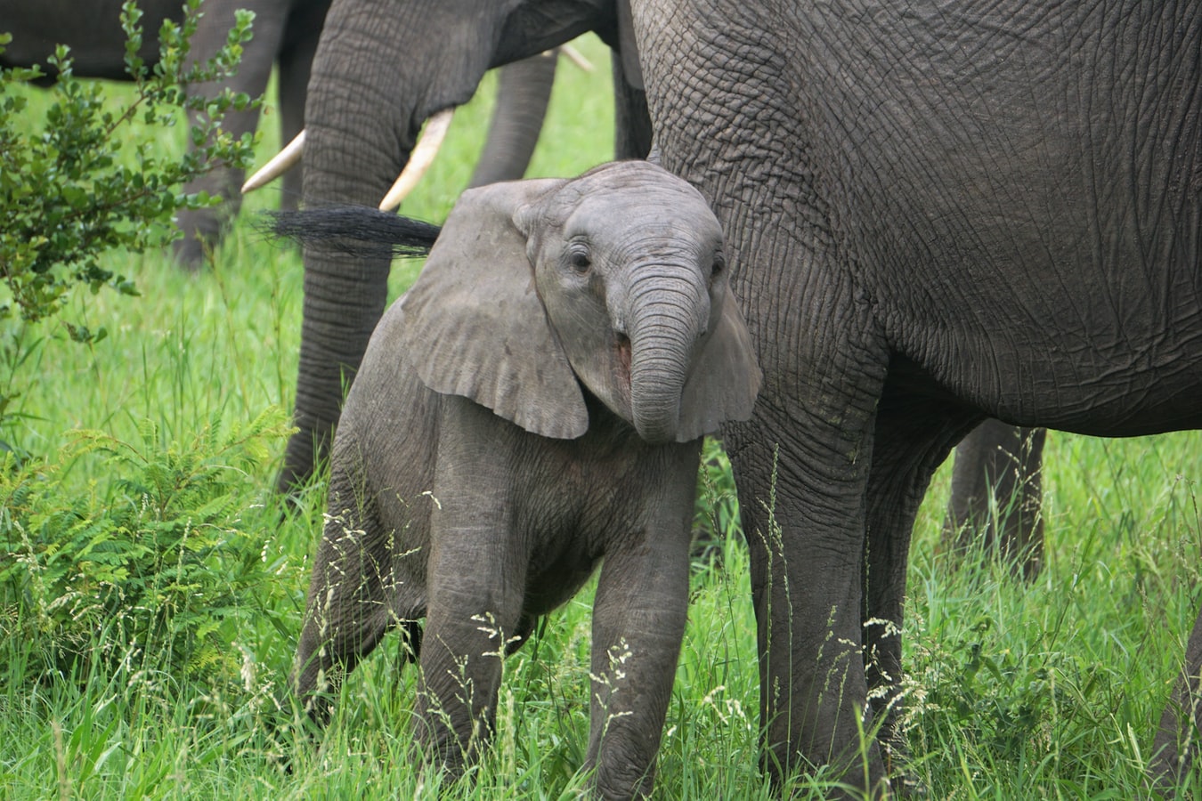 Ζωολογικός κήπος Τόκιο: Το πρώτο ελεφαντάκι μετά από 138 χρόνια